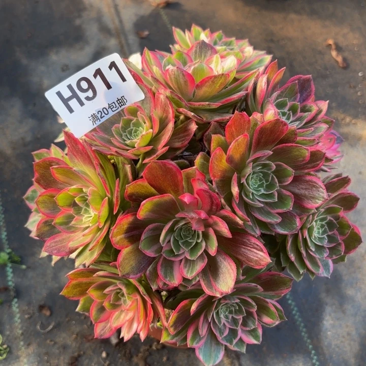 瑞妈多肉植物911万花筒