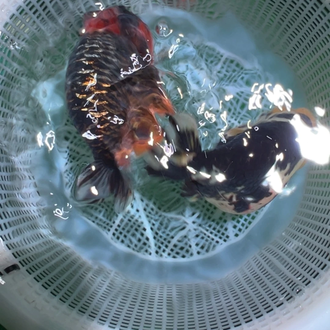 Y***金鱼潘氏金鱼兰寿金鱼