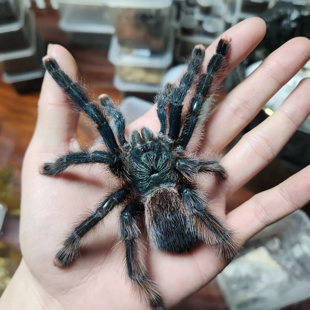 巴西巨人粉趾蜘蛛