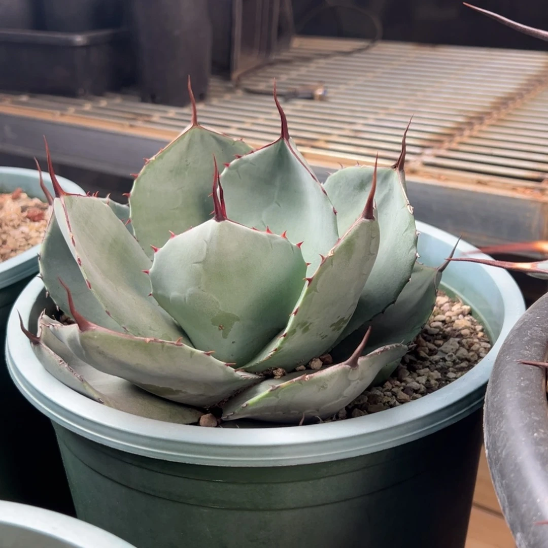 多肉植物龙舌兰道