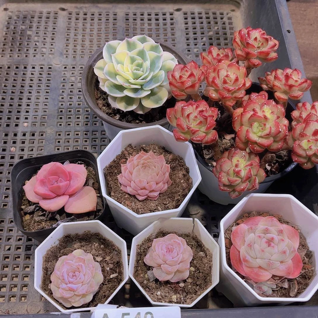 多肉540多肉植物