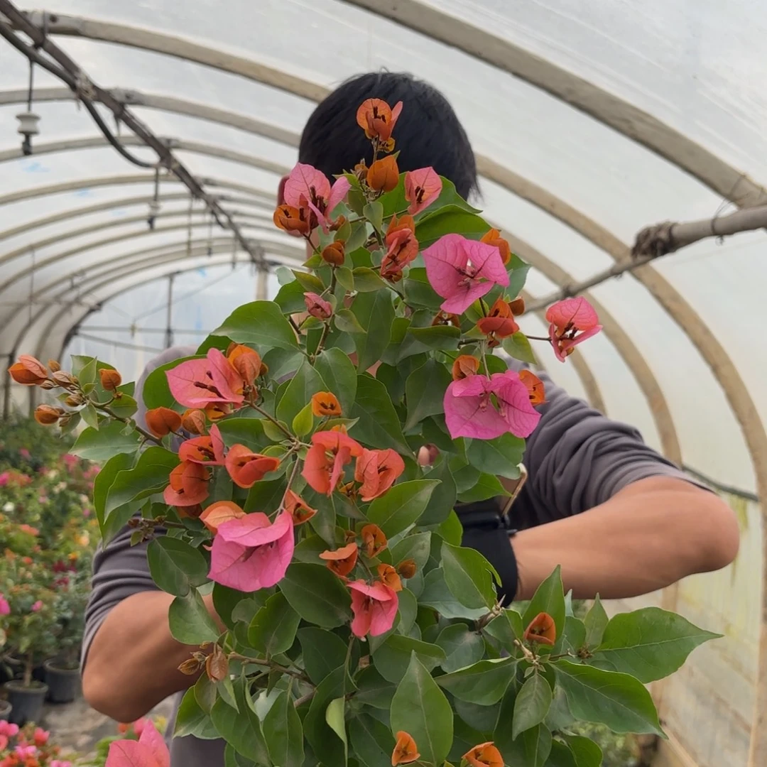 全部花苞（米奇）三角梅会落花落叶会光杆苗情有大有小