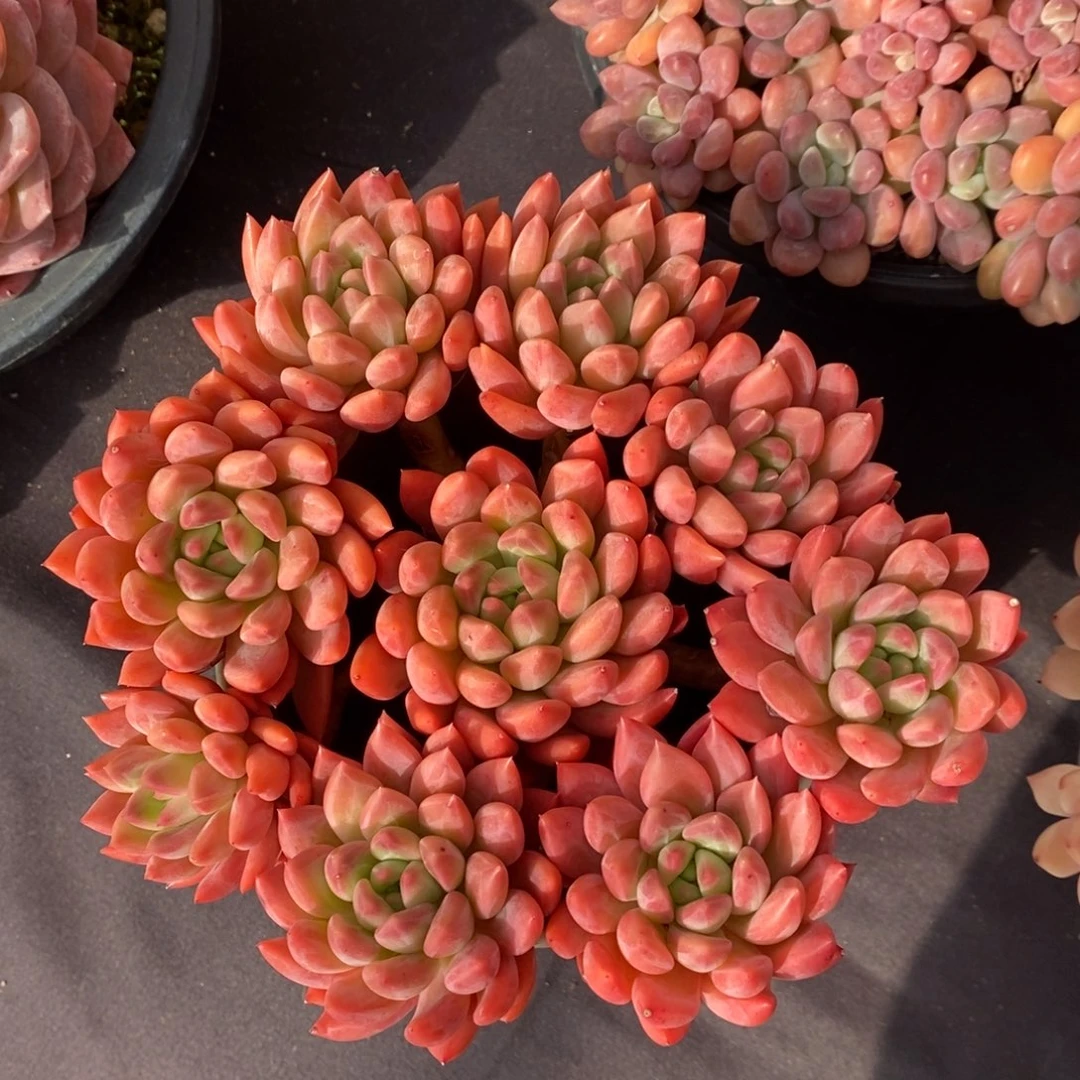 冰心公主 一物一拍