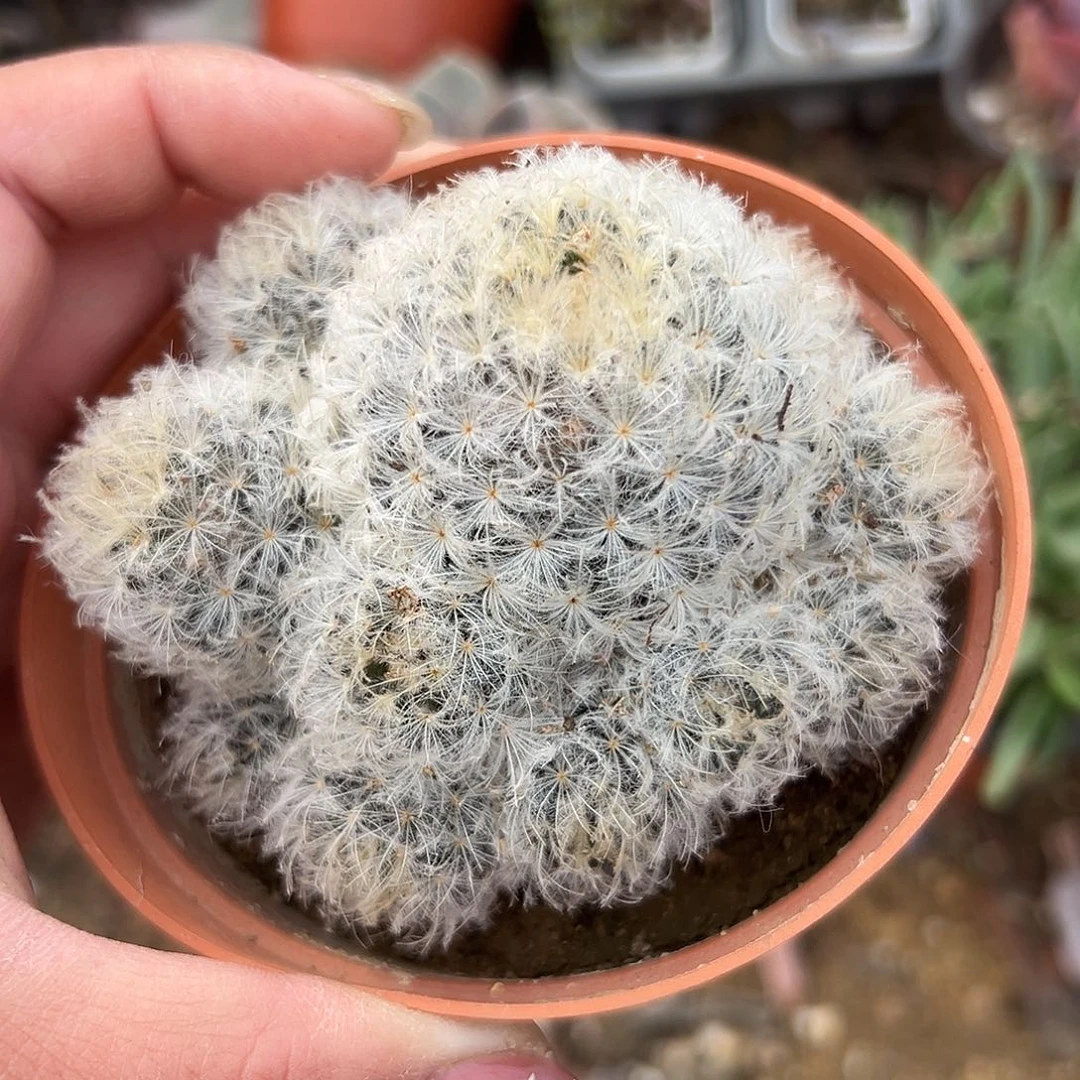 多肉植物白星仙人球