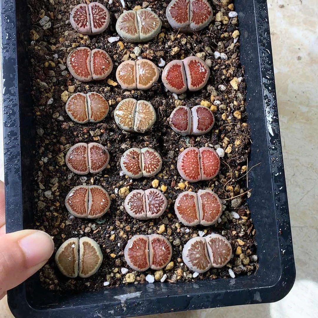 沛*K451多肉植物保护