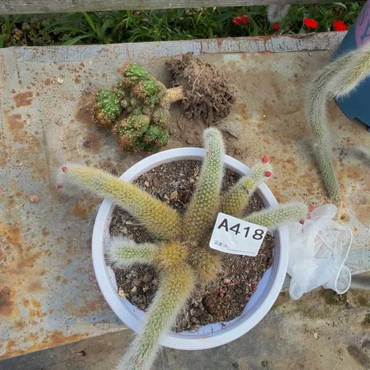 多肉植物一颗418九尾狐。黄金山