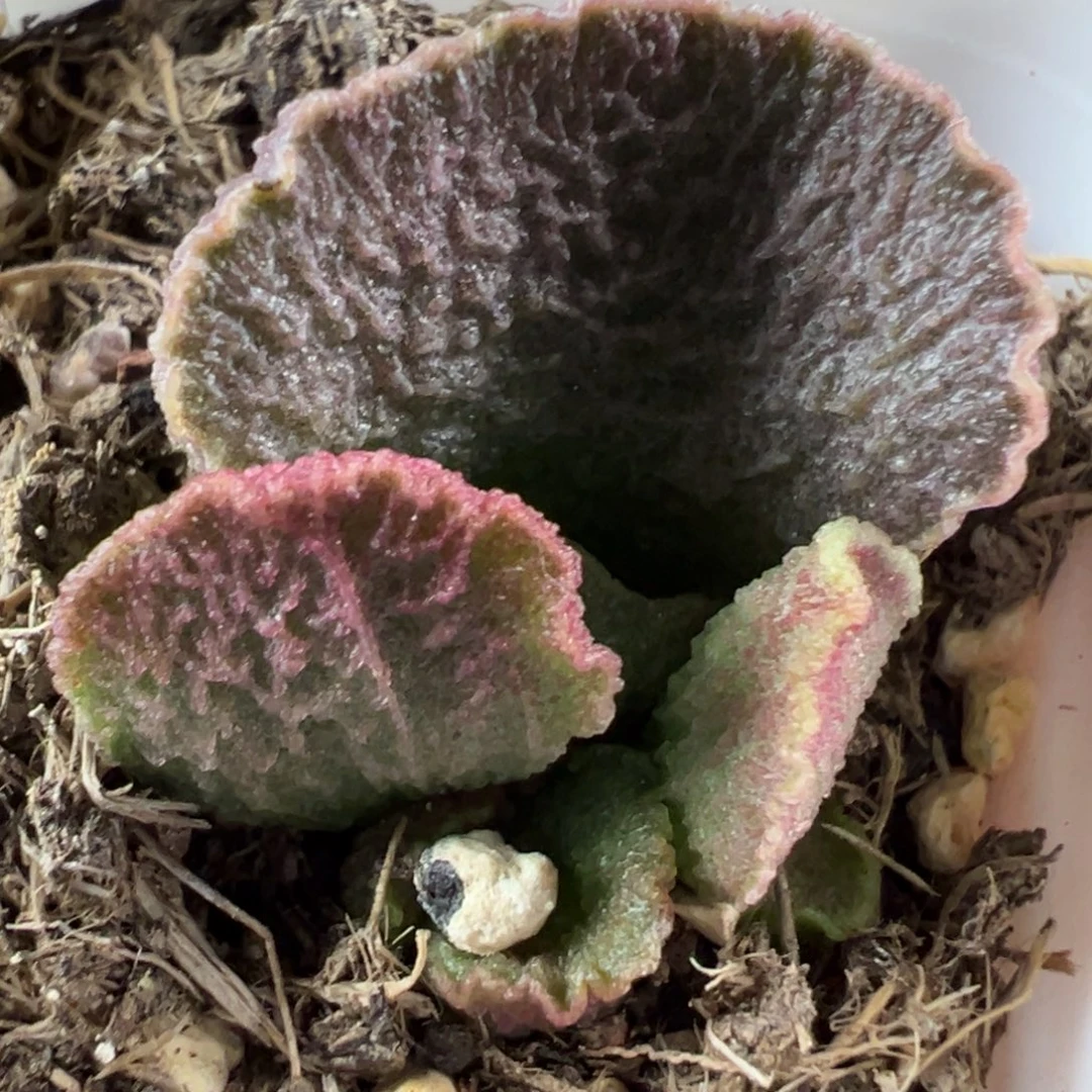 实生新品多肉植物水泡