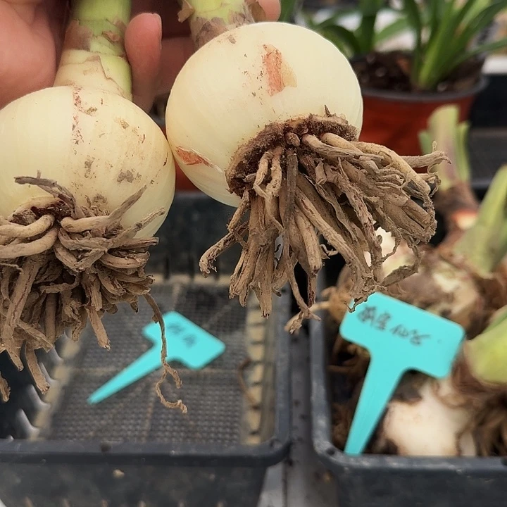 雏鹤朱顶红一棵6.0  根盘丑