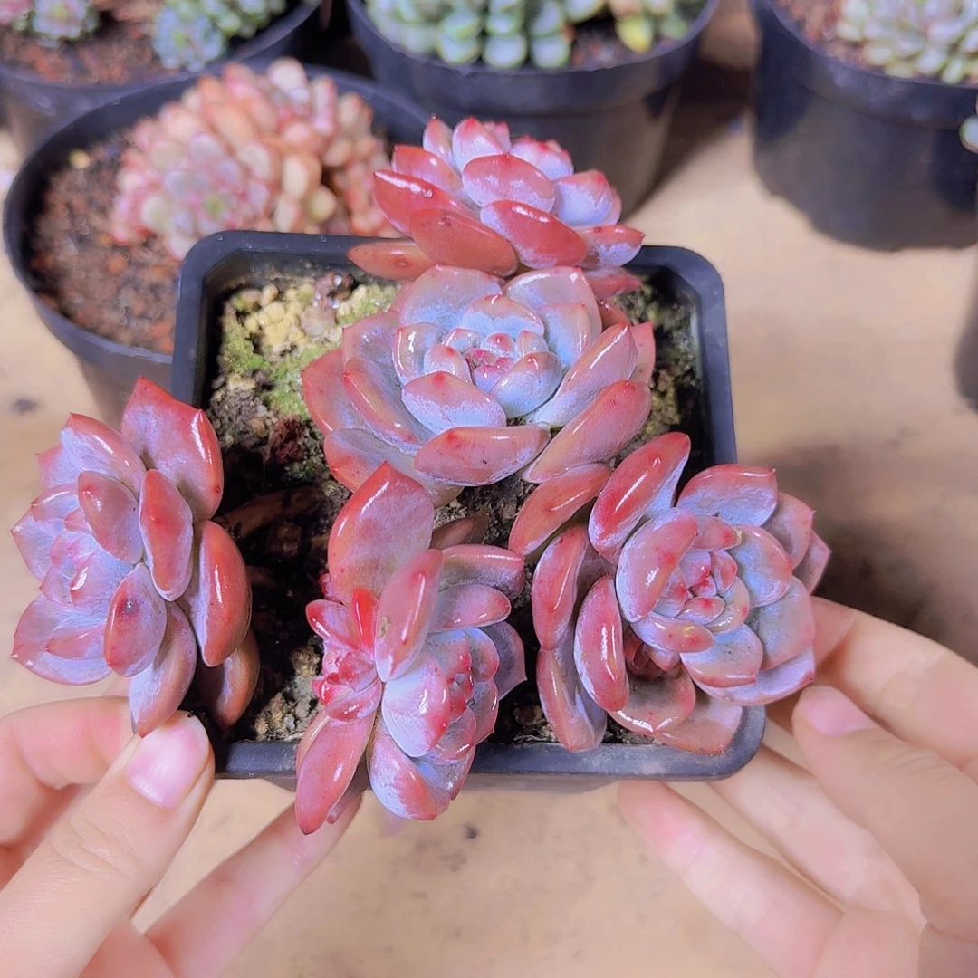 石榴籽一颗一物一拍