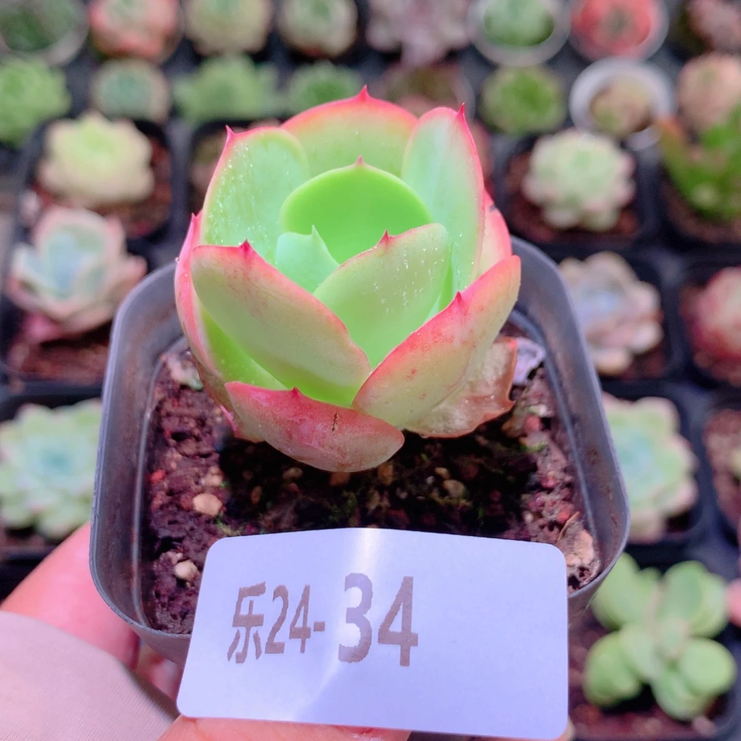 乐然24-34 桃花石