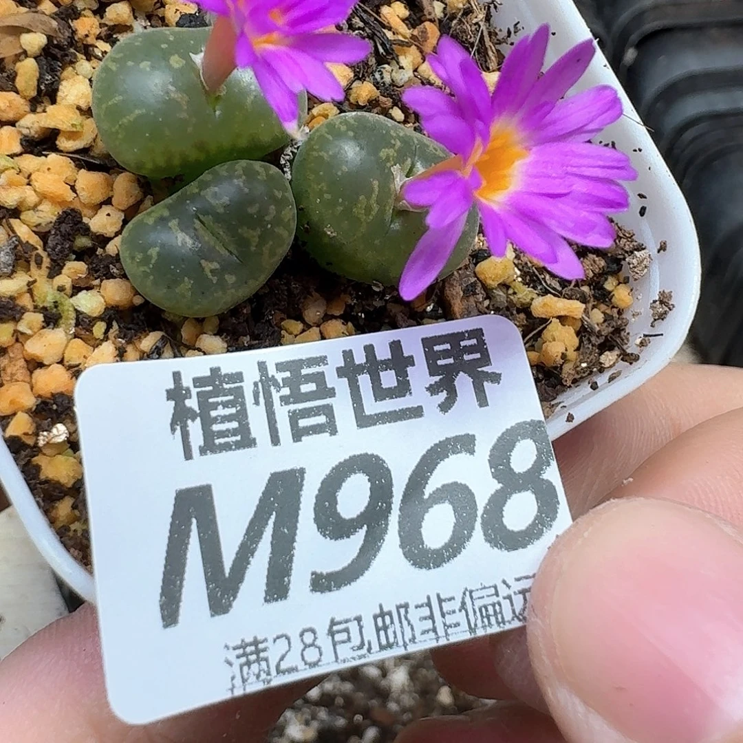 多肉植物的润泽吃fv
