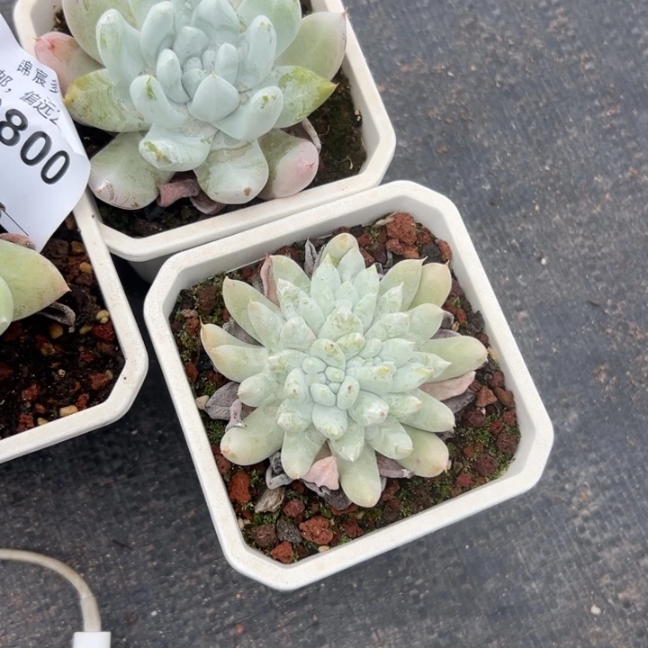 上**猫谢谢姐姐～一物一拍10800