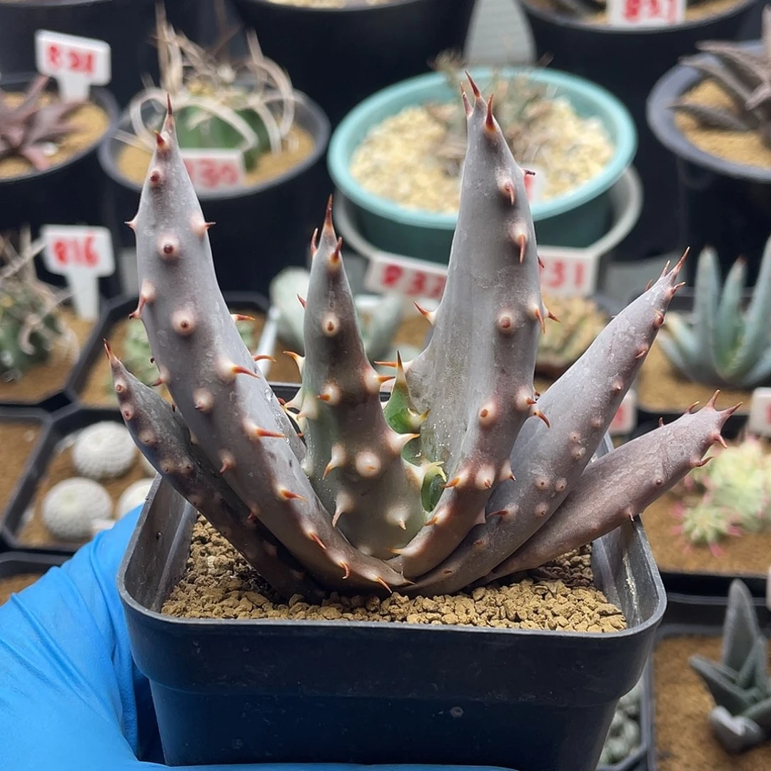 实生短宽叶王刺锦芦荟仙人球