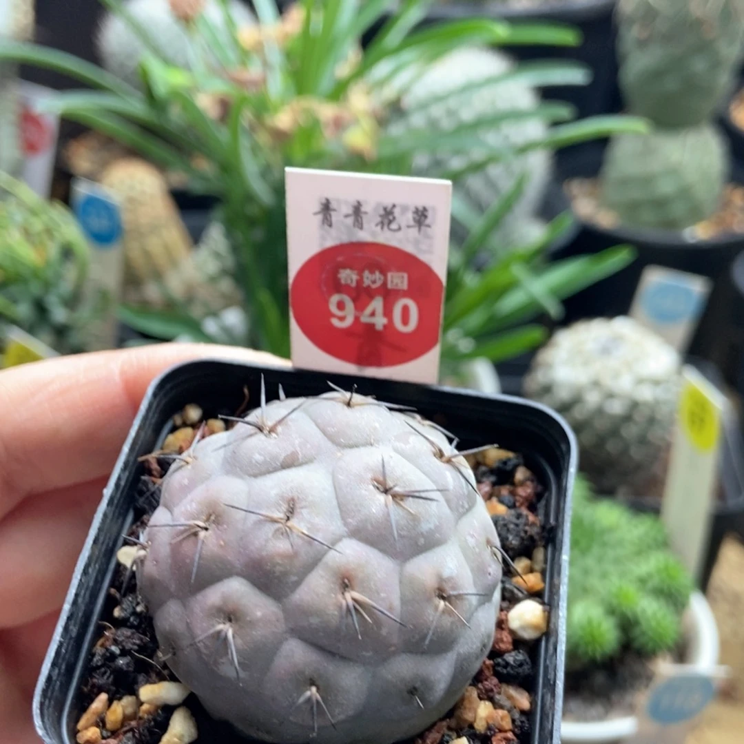 自根习志野3.9cm