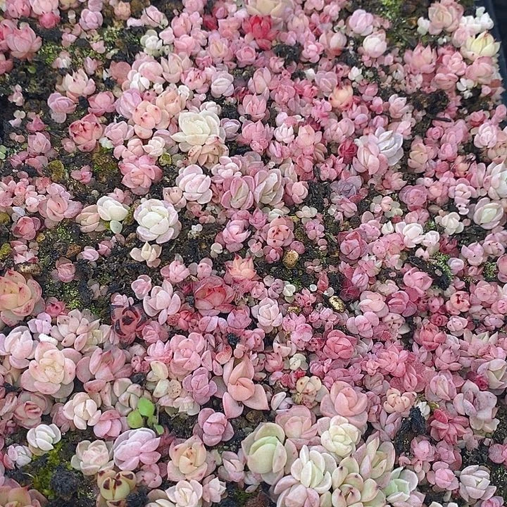 42 多肉植物盆栽花卉植物