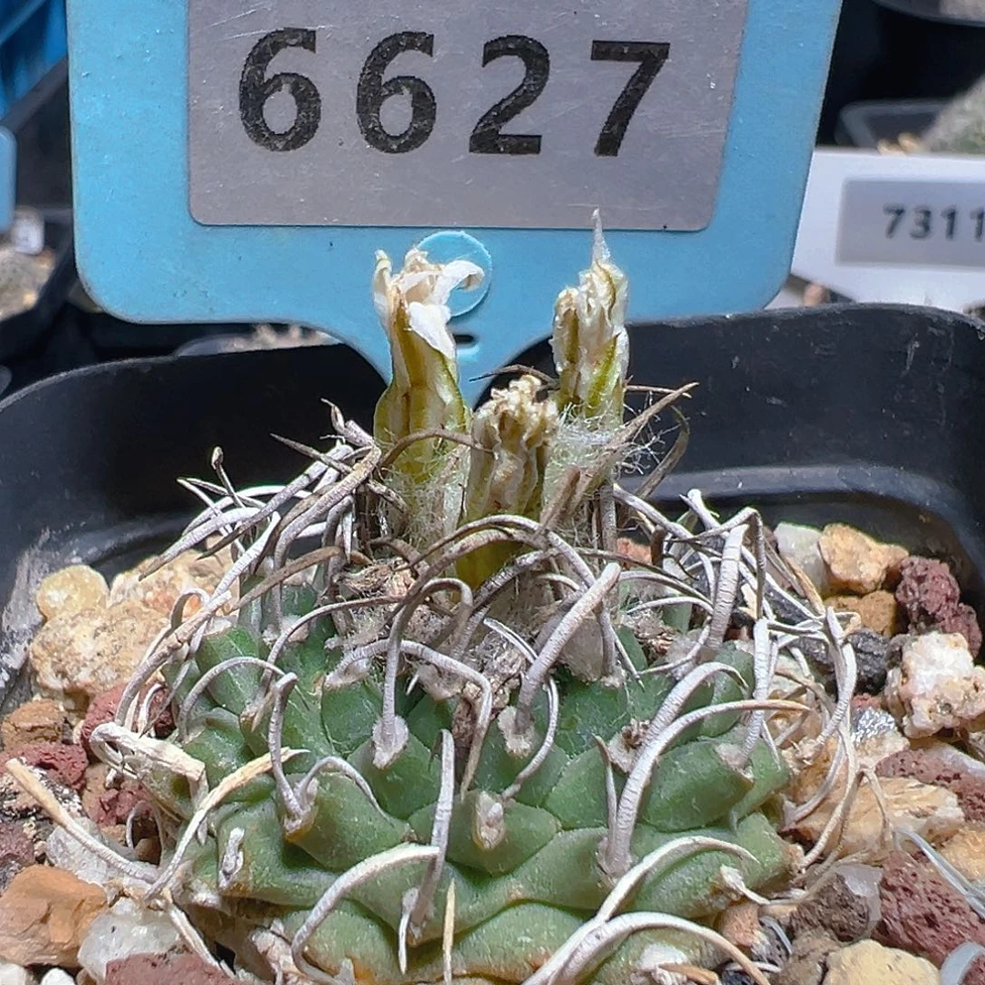 6627娇丽实生裸根发