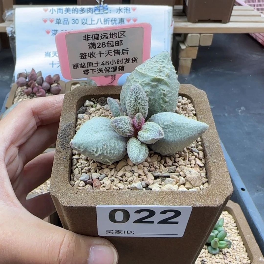 啊*丹022倒刺冰淇淋多肉