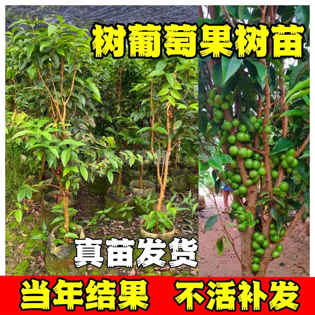 正宗嘉宝果树苗树葡萄沙巴艾斯卡四季可带花带果带土球发货