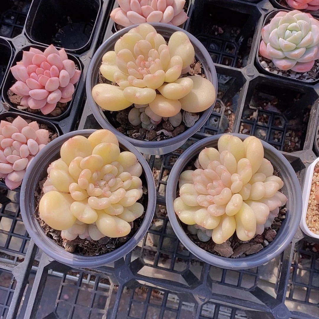 0209-比尔盖茨福利一颗 量拍