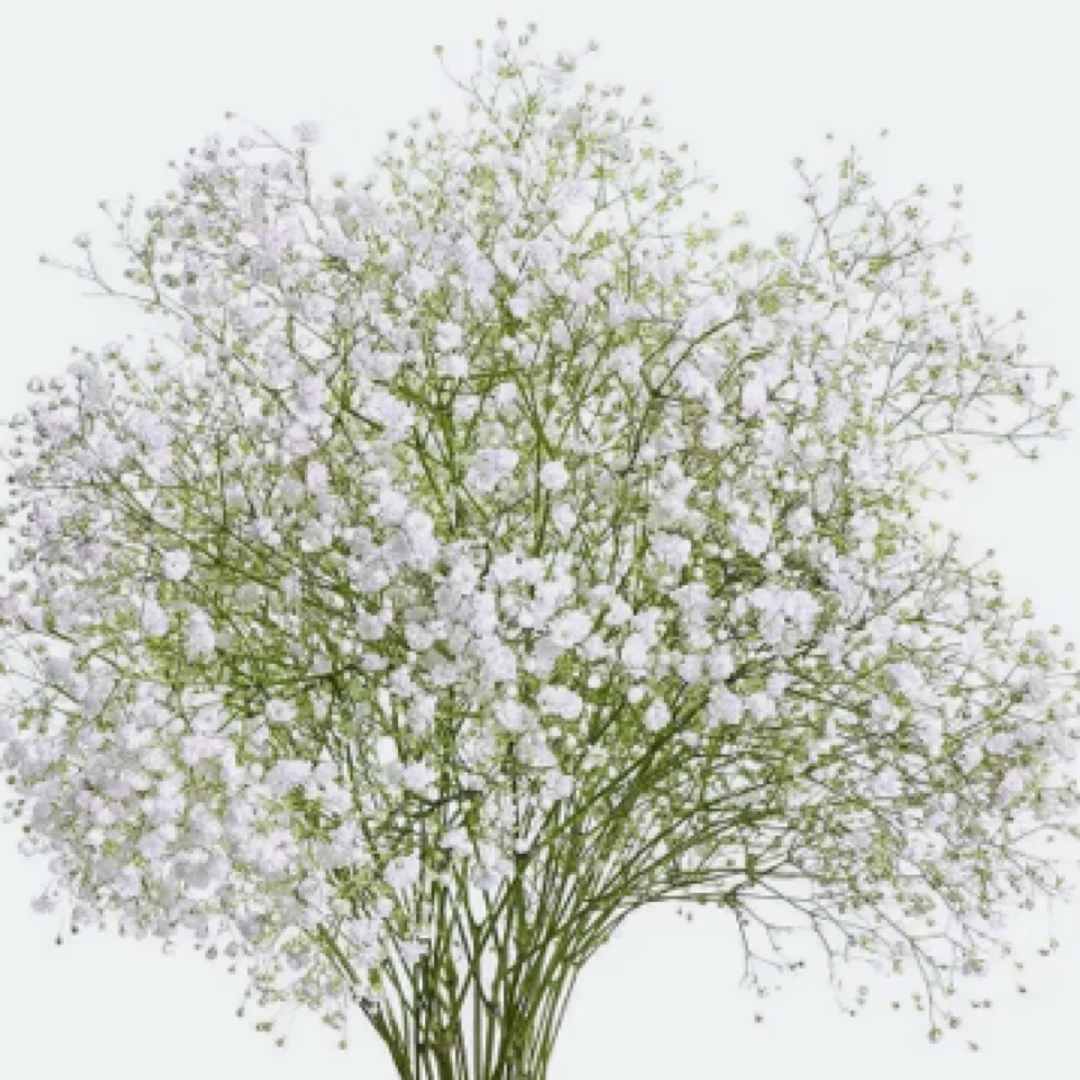 满天星 2斤 真花可以做干花 刘亦菲同款