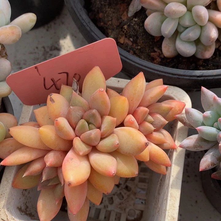 多肉植物7272737373