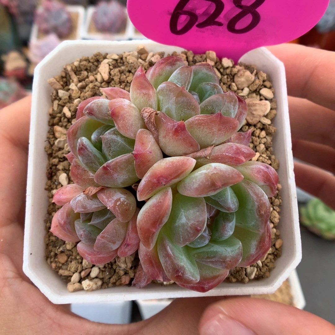 628冰魄多肉植物一物一拍