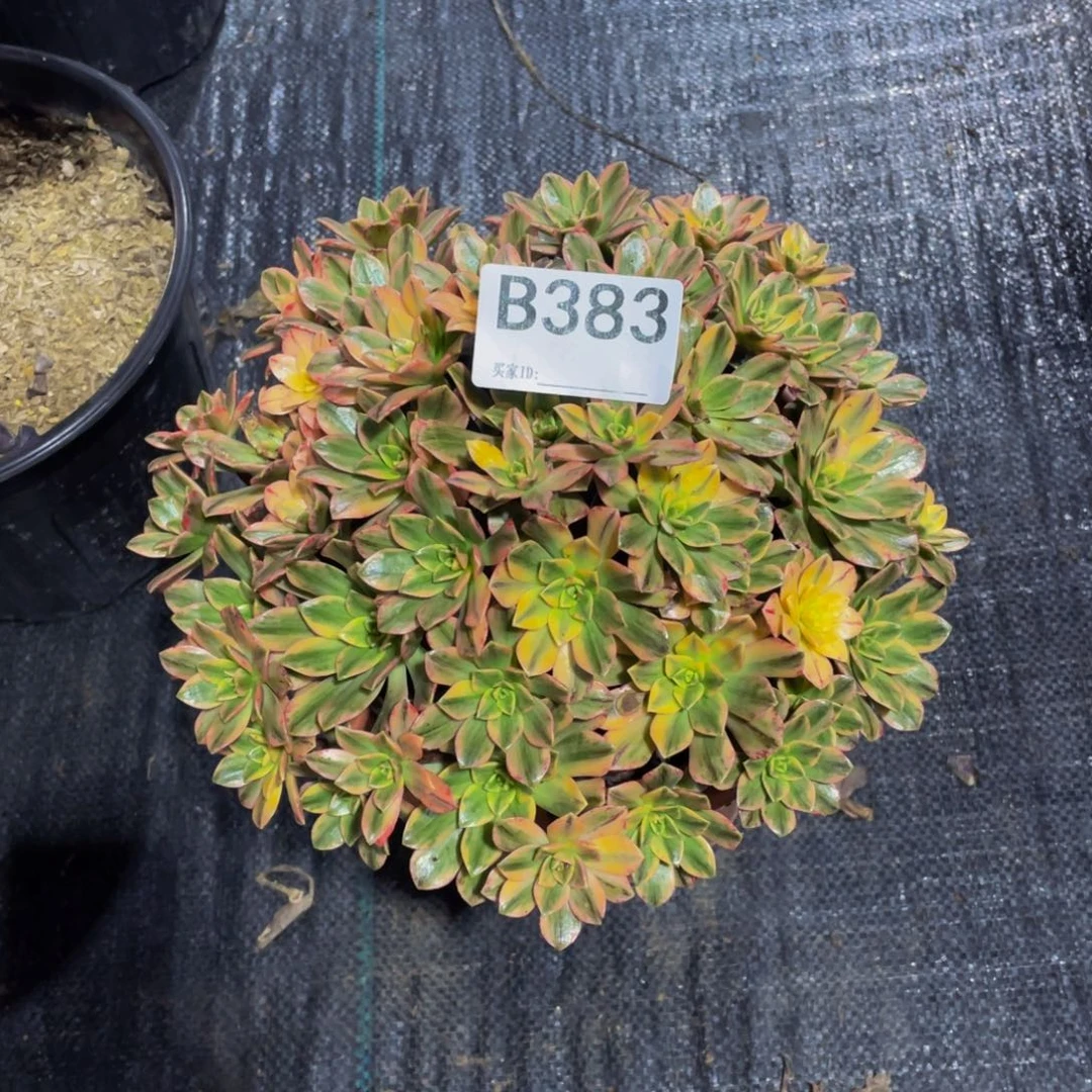 好***好甜茶尽量带点土球383