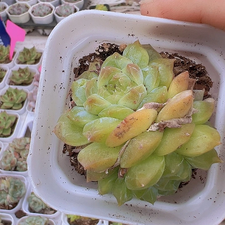 翡翠珍妮双头19包邮多肉