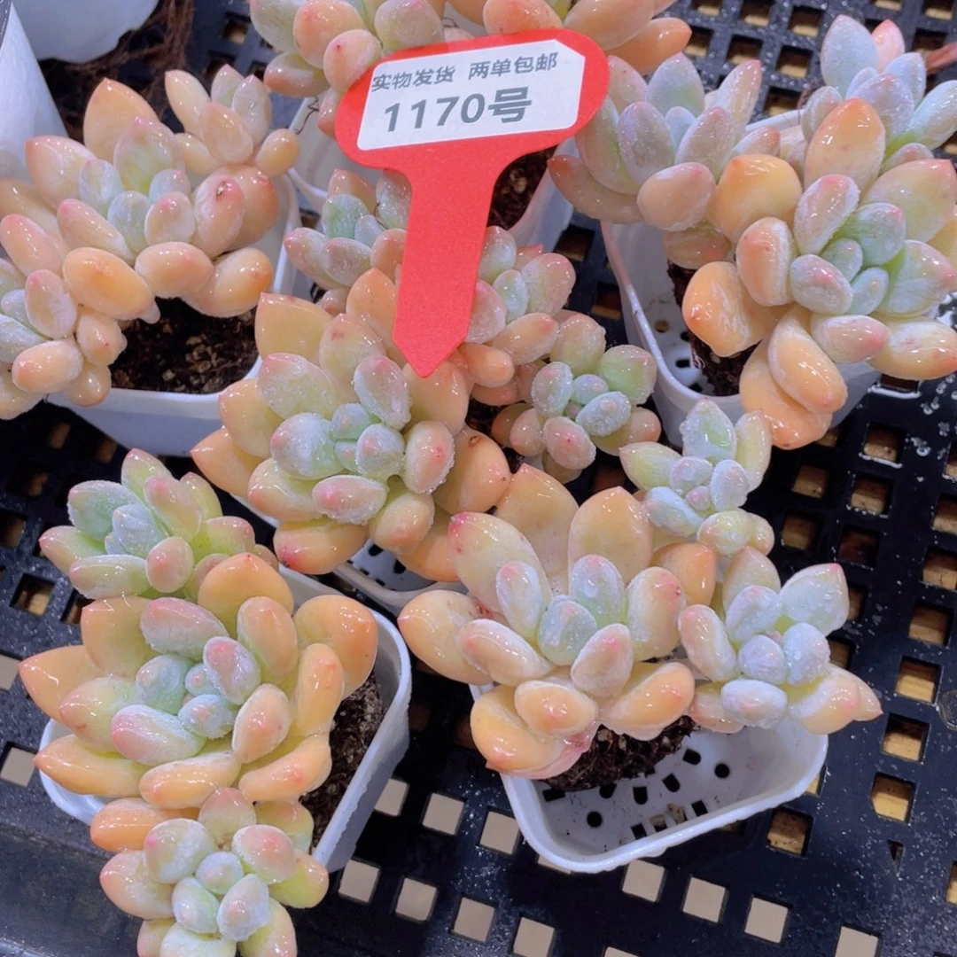 1170号 老桩奶油香水多头群两个