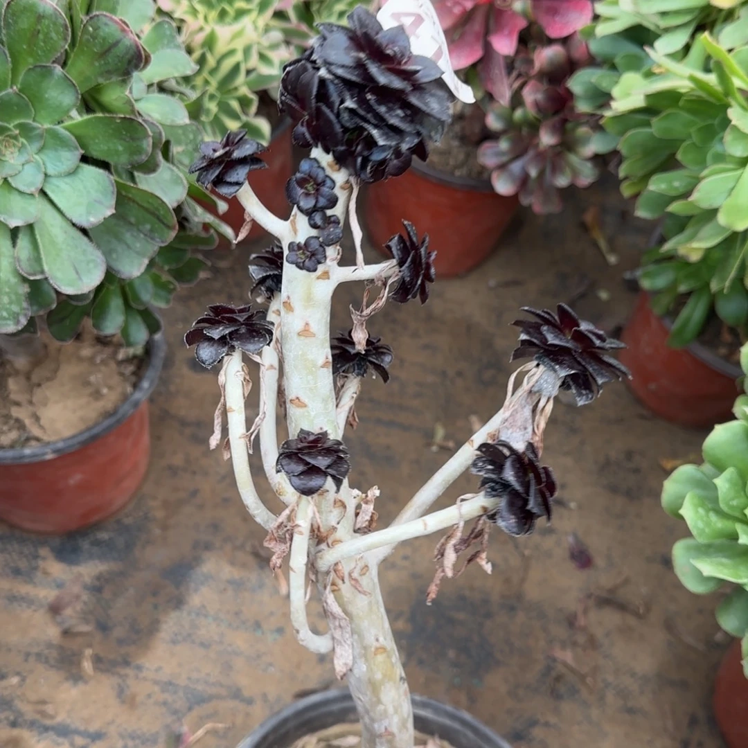 墨豆411满20包邮断枝不包