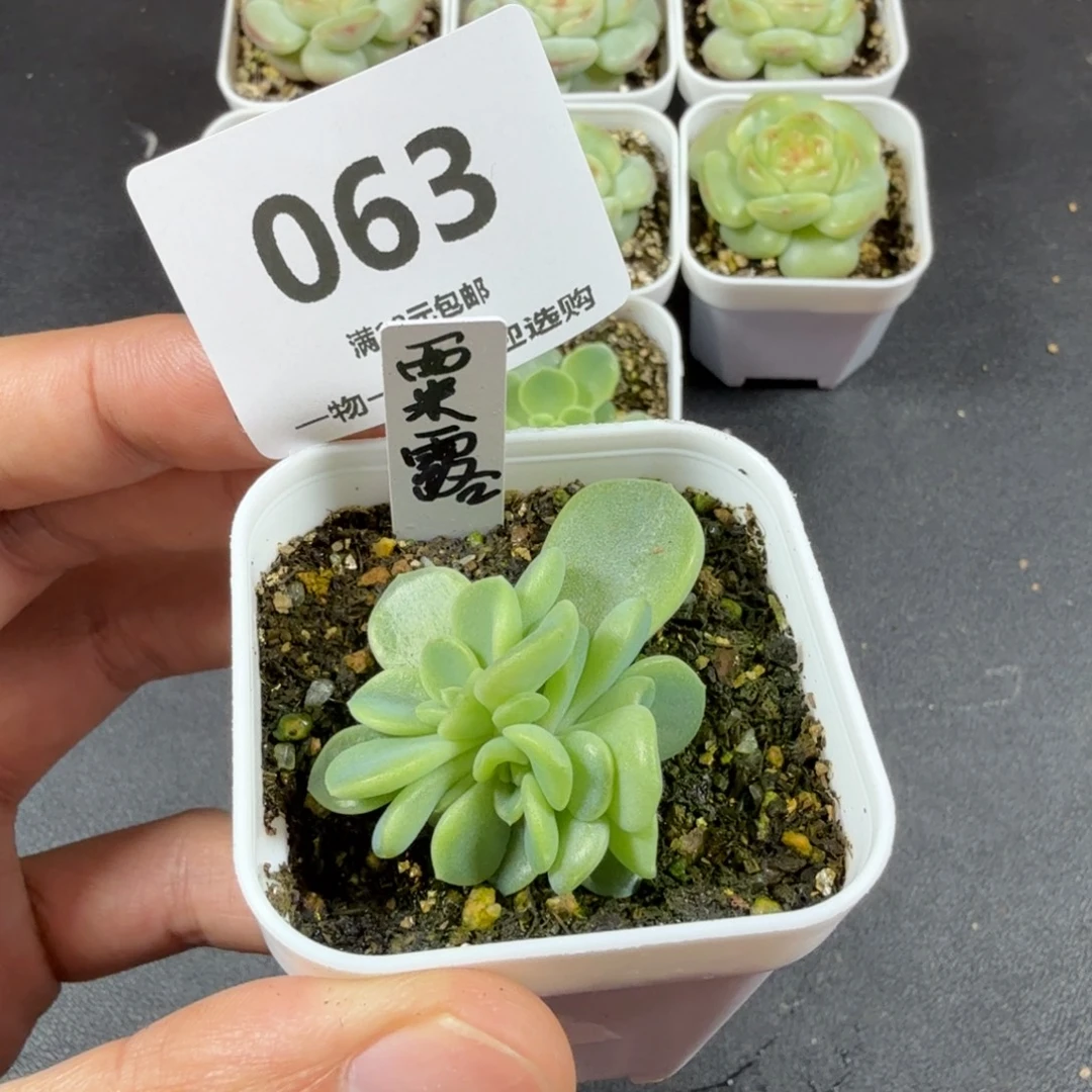 西米露三头一物一拍063