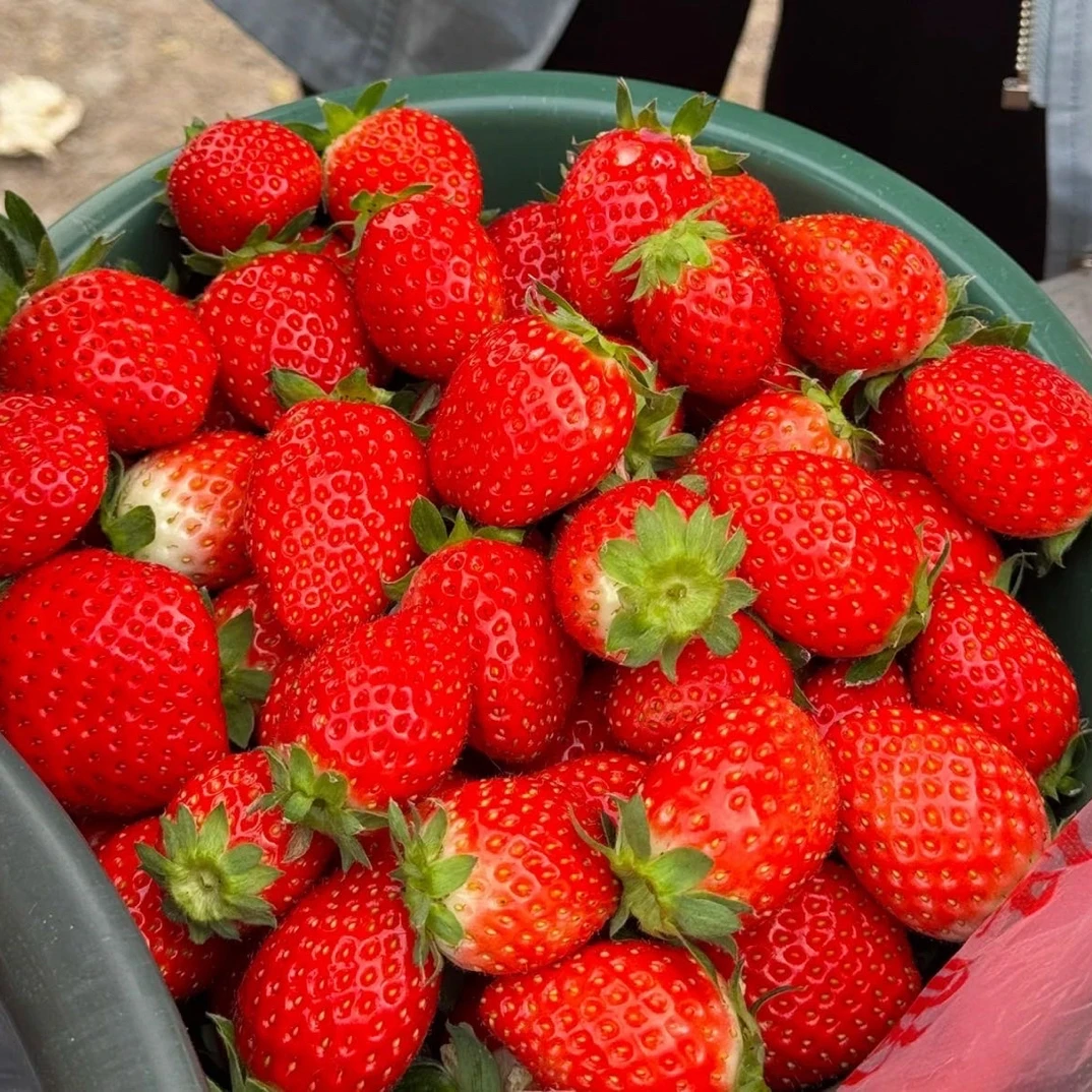 盆香野草莓产地直采现摘现发香甜可口（盆盆装）