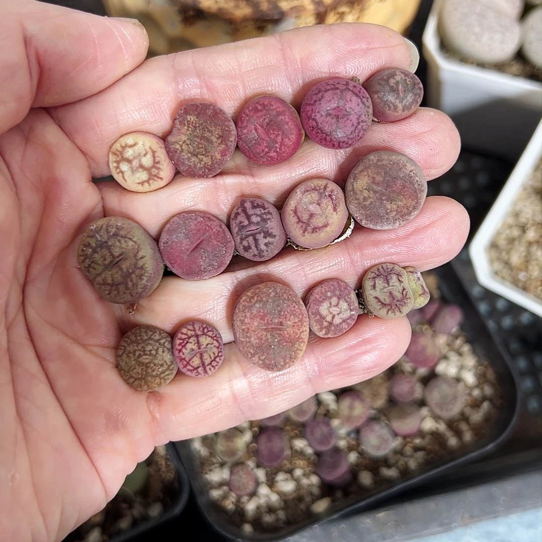 无花朵毛杂打包一手………………………