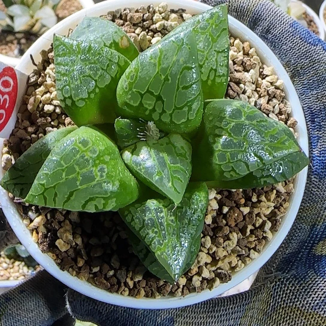 638号实生皮上窗 8.5厘米左右一物一拍带盆发货