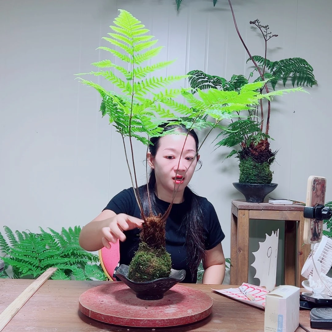 无花朵金丝虹鳞蕨
