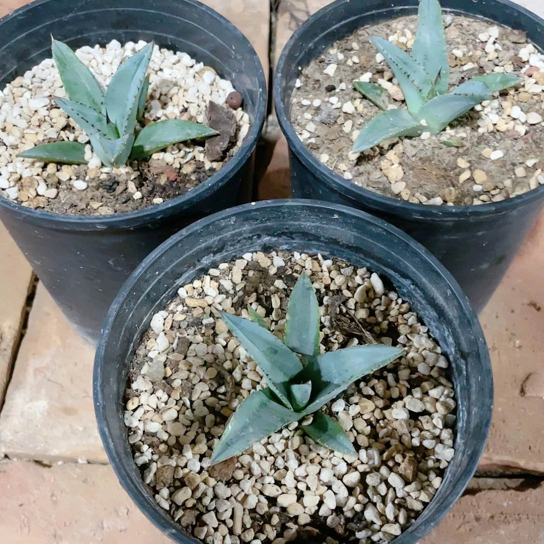 厚叶亚利桑那小颗龙舌兰
