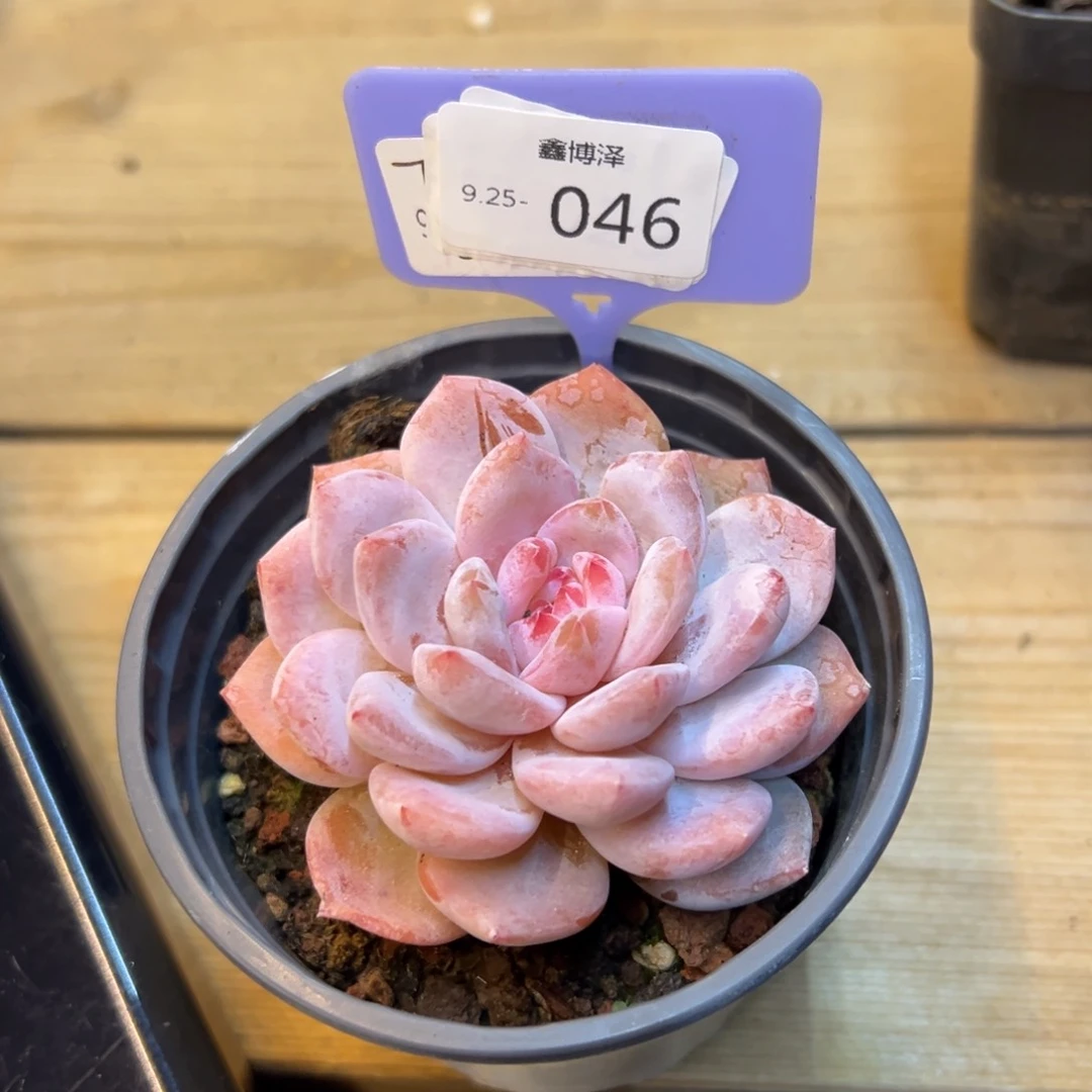 东***青定向 9.25-046