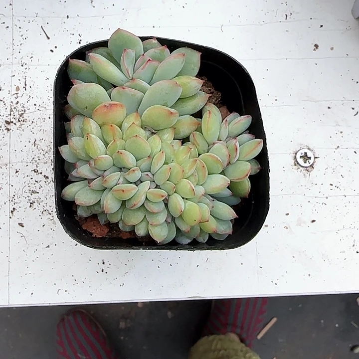 青蛙王子儿童牙膏111