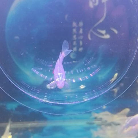 海水鱼高品蝴蝶鲤