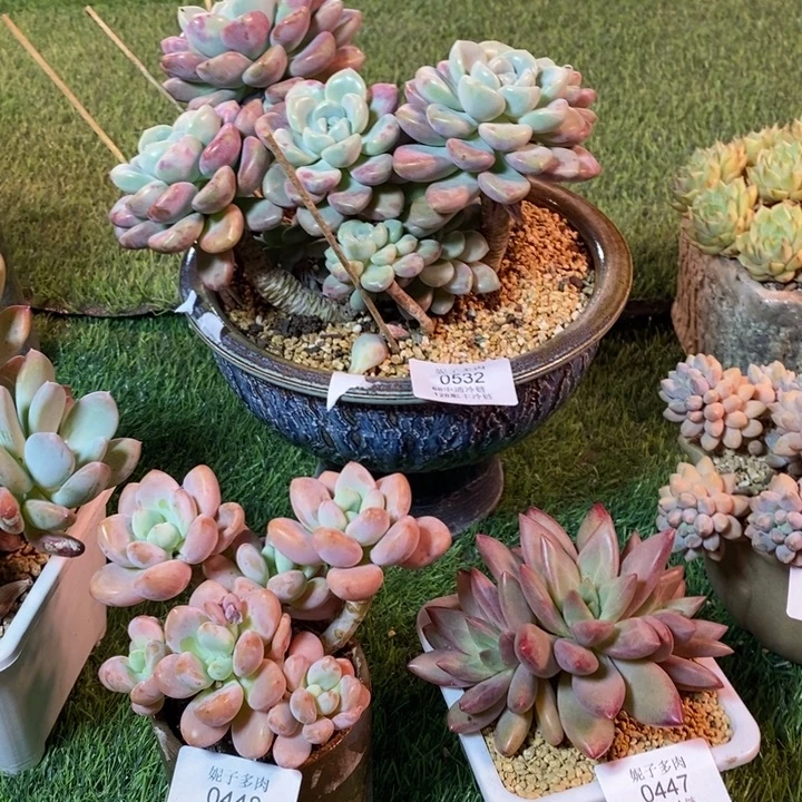 0532啊啊啊啊啊啊啊啊啊啊