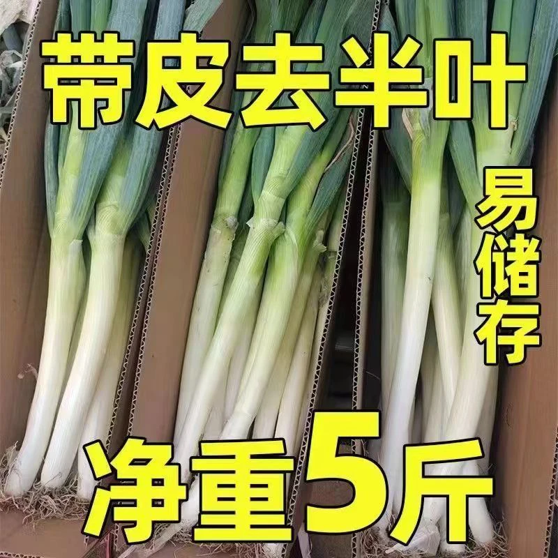 农家蔬菜去皮新鲜铁杆大葱生鲜速发长白去皮净葱现挖