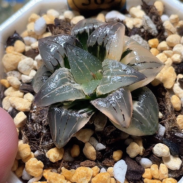 589红纹寿锦特选福利