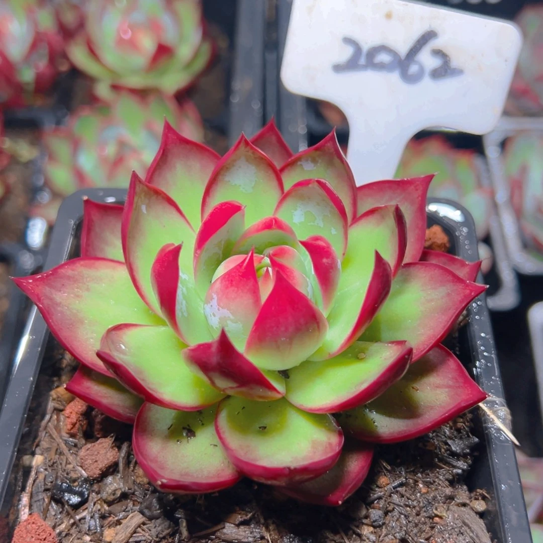 惊鸿仙子一物一拍2062号