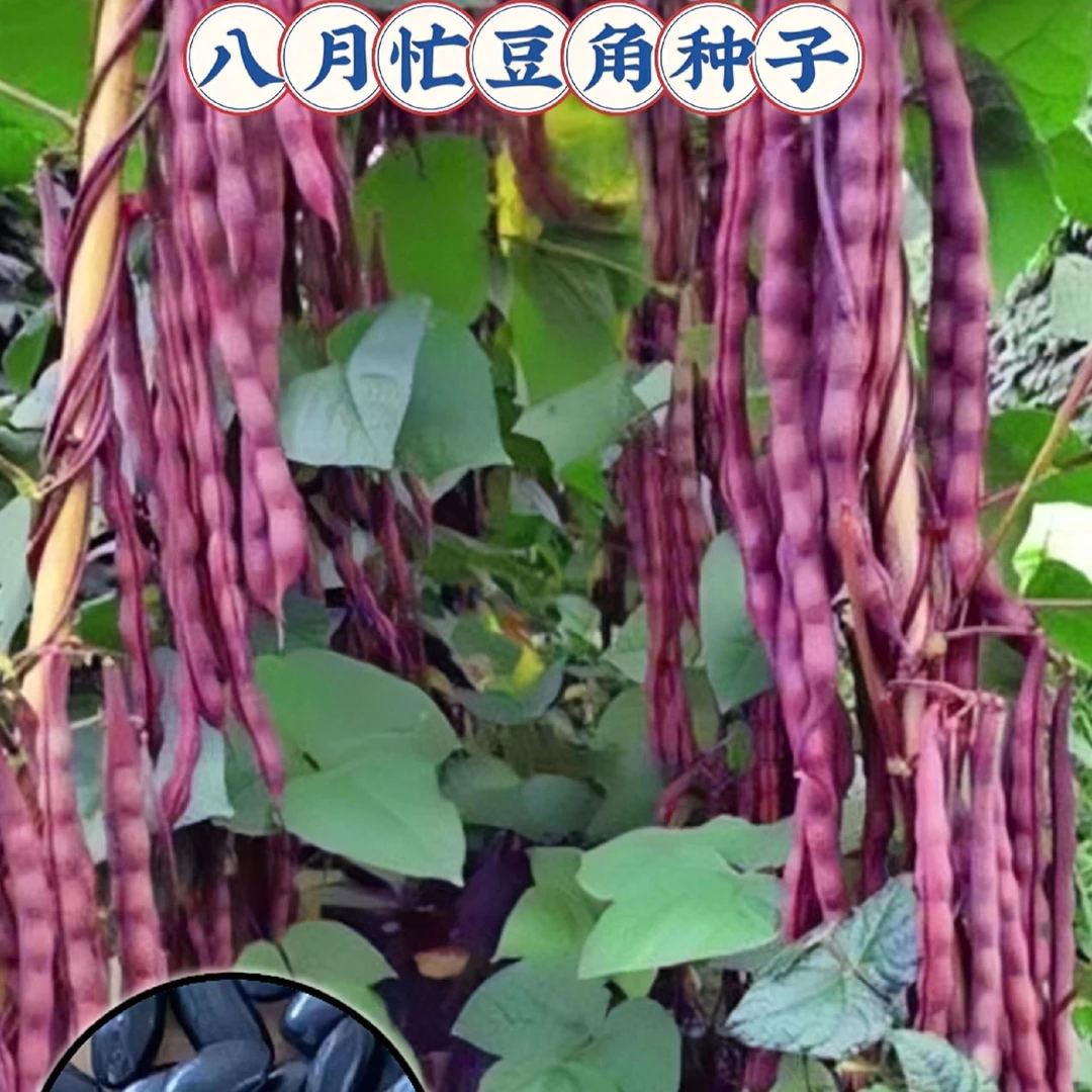 八月忙豆角种子冻死鬼耐寒耐热高产四季豆籽