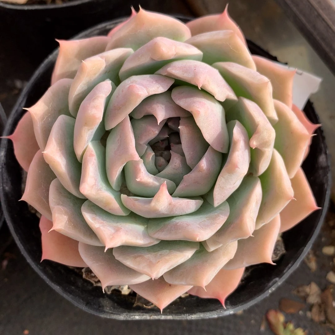 544新年快乐发发发