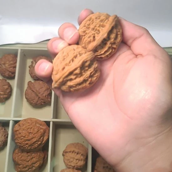 文玩核桃虎头40尺寸