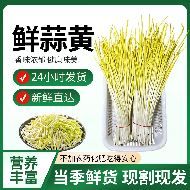 【新鲜蒜黄直达】现割现发头茬农家新鲜蔬菜无公害自然生长产地直发