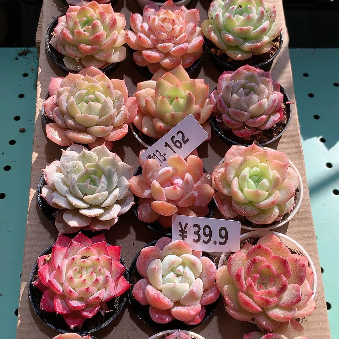 13-162一物一拍带盆18颗。