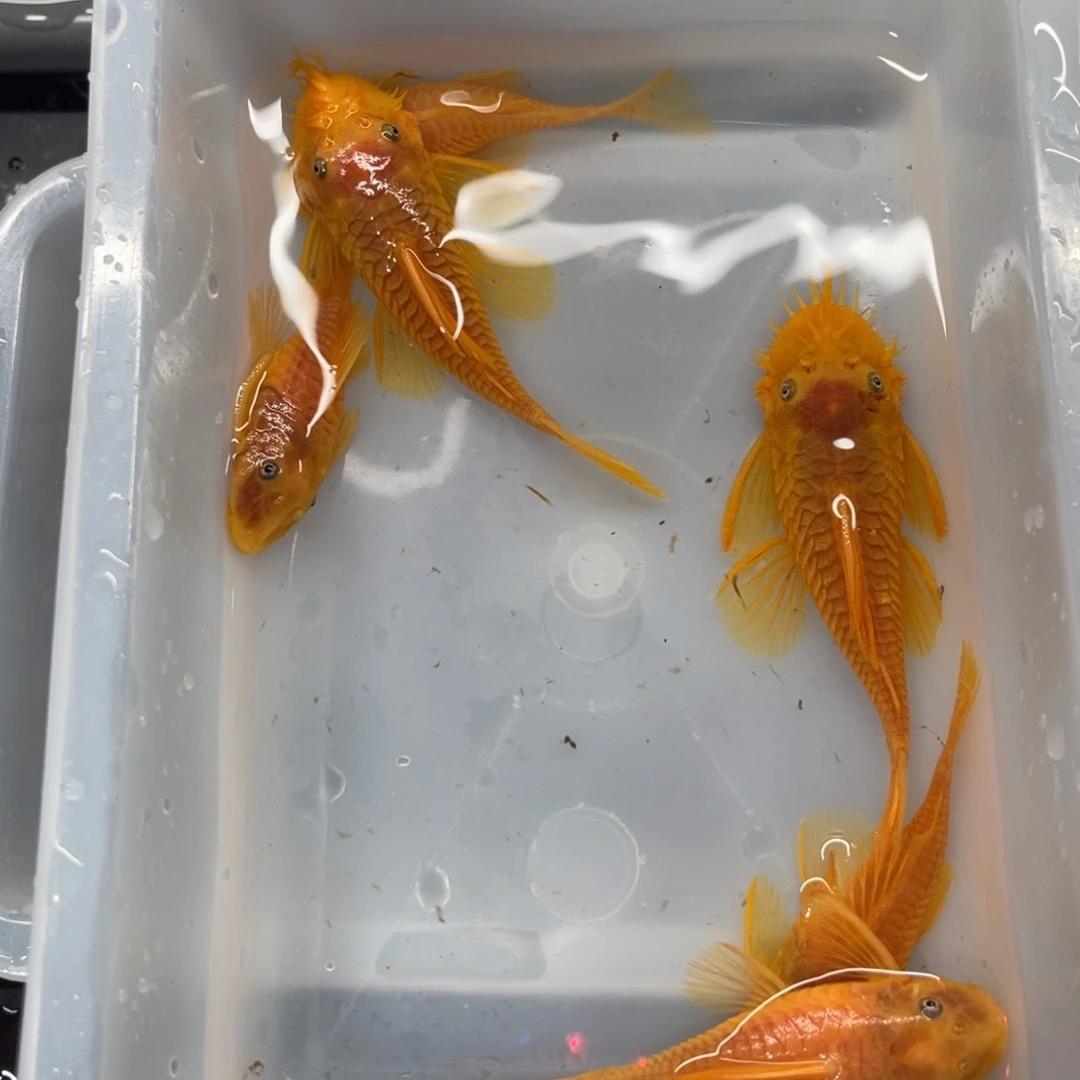 清道夫鱼胡子俩公4母开箱视频报损