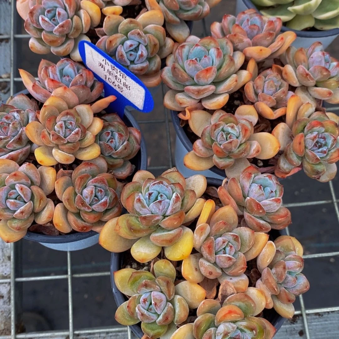 106-精品星星雪拼盘单头六个